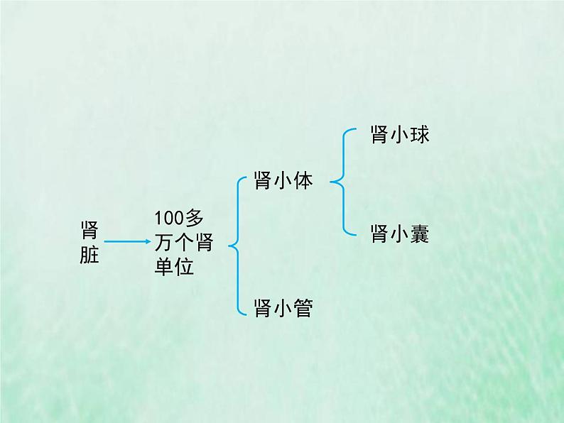 北师大版七年级生物下册第4单元生物圈中的人第11章人体代谢废物的排出第2节尿的形成与排出课件第5页