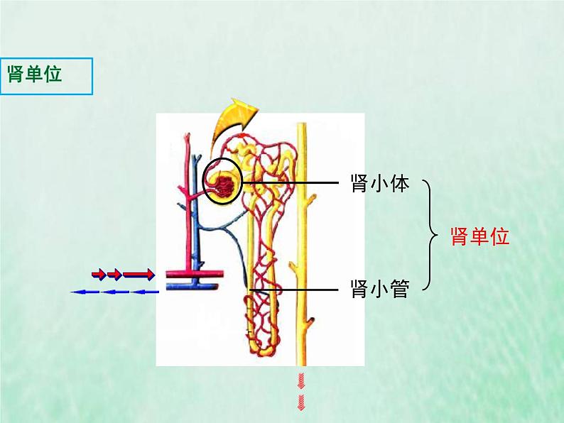 北师大版七年级生物下册第4单元生物圈中的人第11章人体代谢废物的排出第2节尿的形成与排出课件第7页