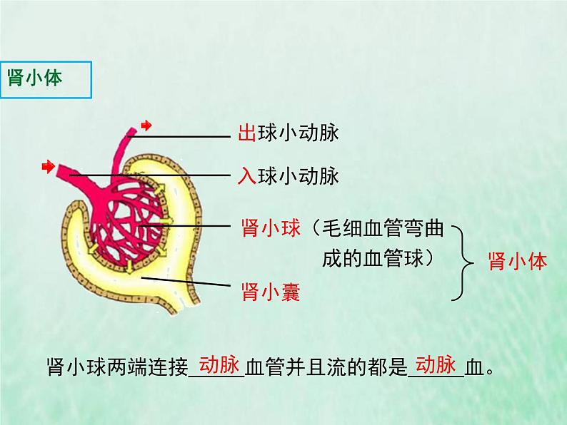 北师大版七年级生物下册第4单元生物圈中的人第11章人体代谢废物的排出第2节尿的形成与排出课件第8页