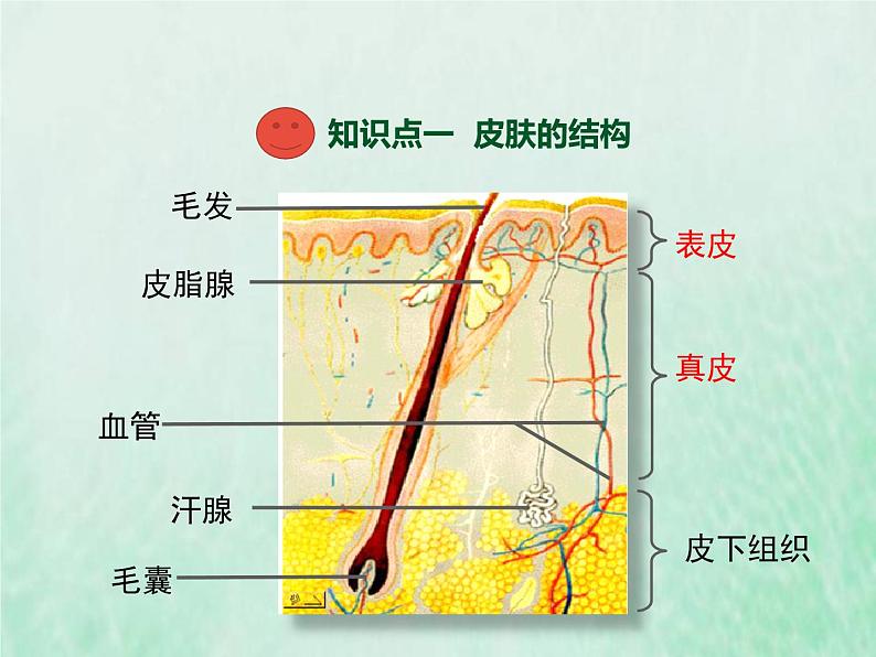 北师大版七年级生物下册第4单元生物圈中的人第11章人体代谢废物的排出第3节皮肤与汗液分泌课件第3页