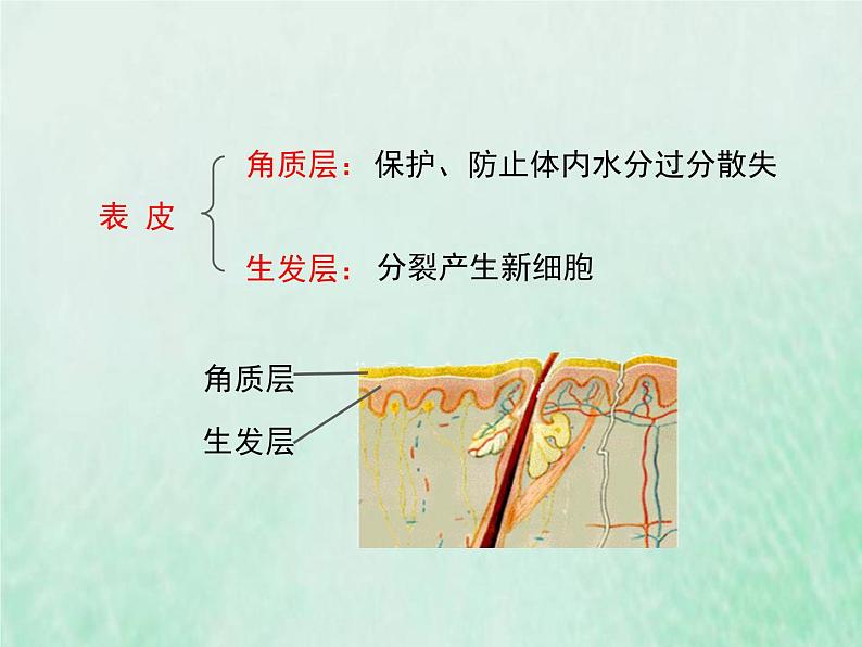 北师大版七年级生物下册第4单元生物圈中的人第11章人体代谢废物的排出第3节皮肤与汗液分泌课件第4页