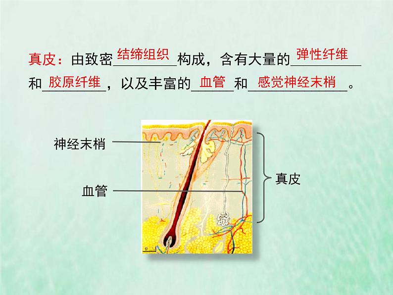 北师大版七年级生物下册第4单元生物圈中的人第11章人体代谢废物的排出第3节皮肤与汗液分泌课件第6页