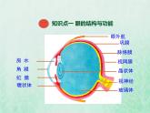 北师大版七年级生物下册第4单元生物圈中的人第12章人体的自我调节第2节感受器和感觉器官第1课时视觉和视觉器官课件