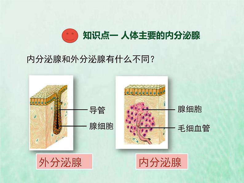 北师大版七年级生物下册第4单元生物圈中的人第12章人体的自我调节第3节激素调节课件第3页