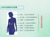 北师大版七年级生物下册第4单元生物圈中的人第12章人体的自我调节第3节激素调节课件