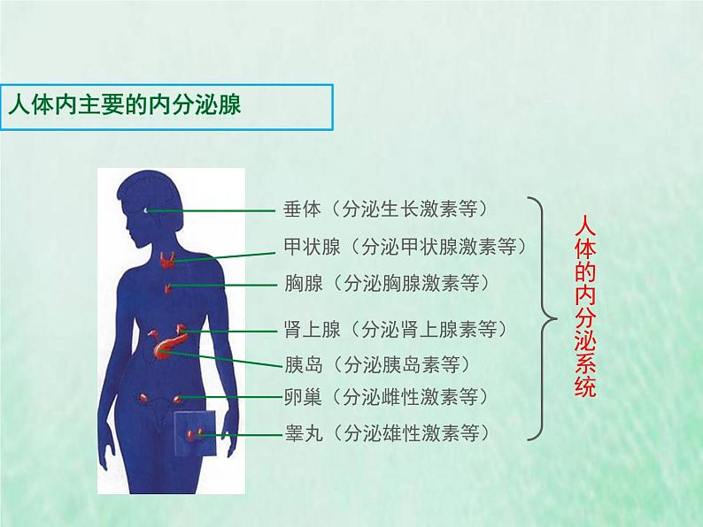 北师大版七年级生物下册第4单元生物圈中的人第12章人体的自我调节第3节激素调节课件第5页