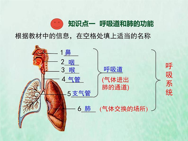 北师大版七年级生物下册第4单元生物圈中的人第10章人体的能量供应第2节人体细胞获得氧气的过程1课件第3页