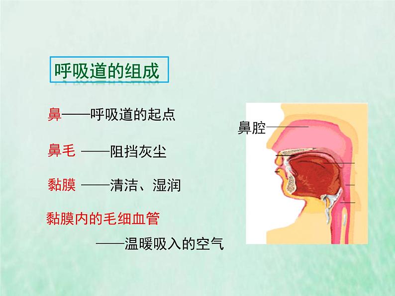 北师大版七年级生物下册第4单元生物圈中的人第10章人体的能量供应第2节人体细胞获得氧气的过程1课件第4页