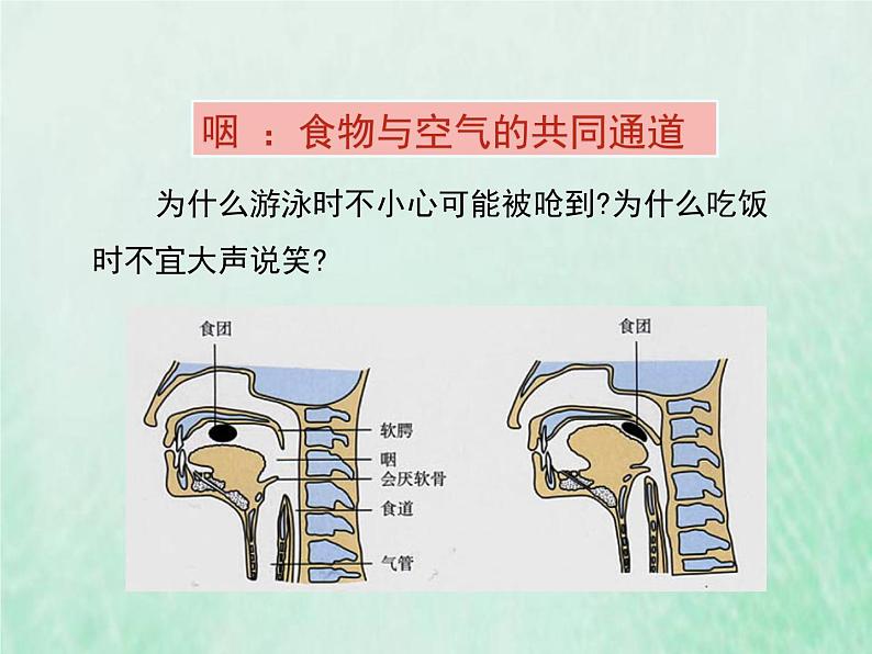 北师大版七年级生物下册第4单元生物圈中的人第10章人体的能量供应第2节人体细胞获得氧气的过程1课件第5页