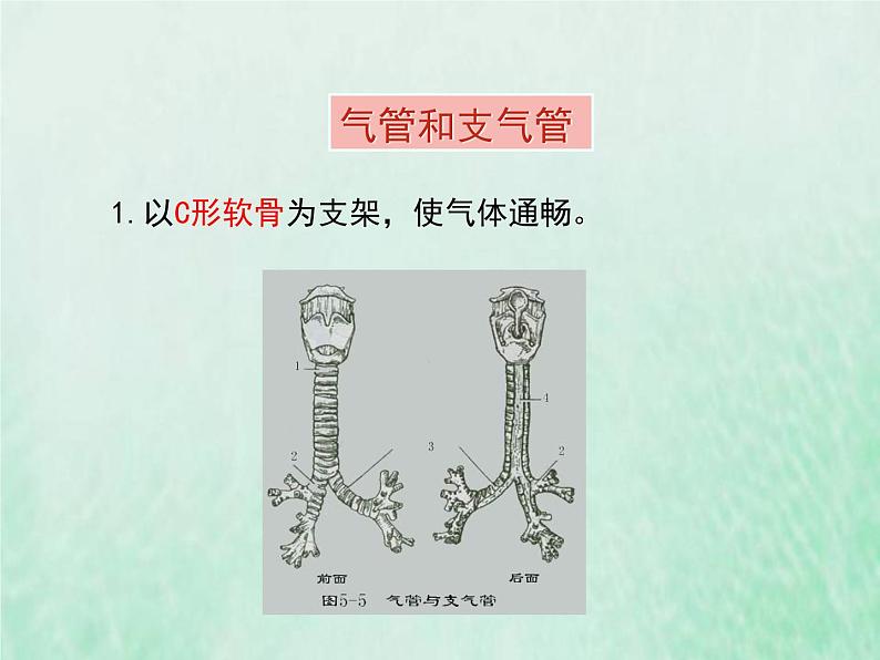 北师大版七年级生物下册第4单元生物圈中的人第10章人体的能量供应第2节人体细胞获得氧气的过程1课件第7页