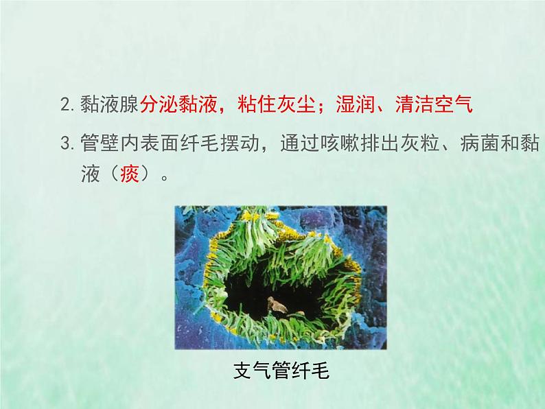 北师大版七年级生物下册第4单元生物圈中的人第10章人体的能量供应第2节人体细胞获得氧气的过程1课件第8页