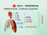 北师大版七年级生物下册第4单元生物圈中的人第10章人体的能量供应第2节人体细胞获得氧气的过程2课件