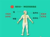 北师大版七年级生物下册第4单元生物圈中的人第12章人体的自我调节第1节神经系统与神经调节第1课时神经系统的组成及反射1课件