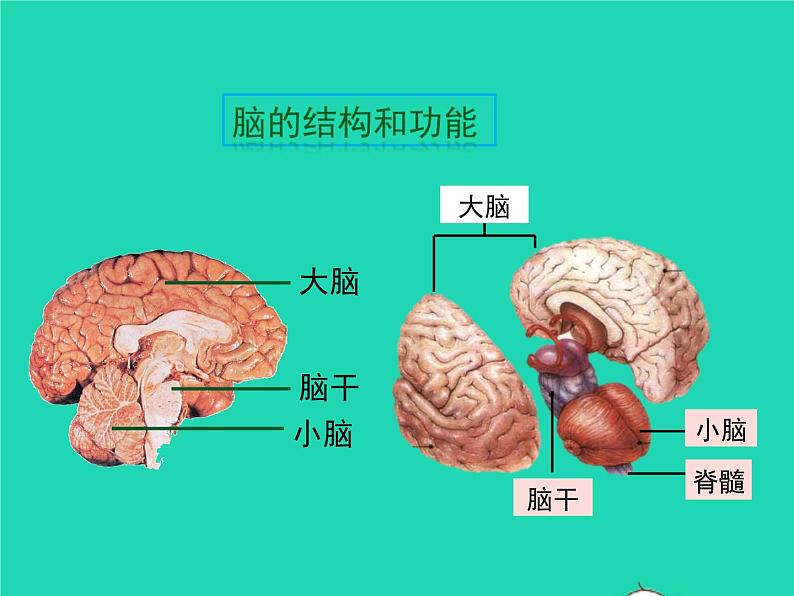 北师大版七年级生物下册第4单元生物圈中的人第12章人体的自我调节第1节神经系统与神经调节第1课时神经系统的组成及反射1课件04