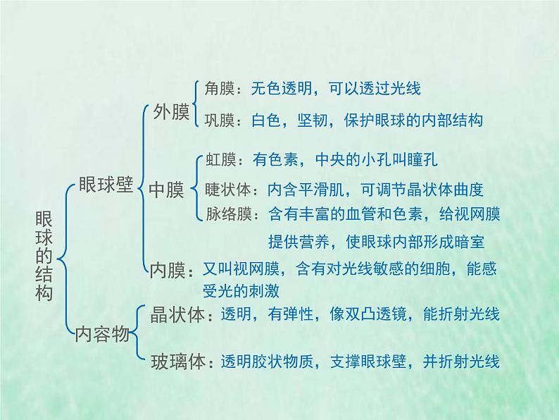 北师大版七年级生物下册第4单元生物圈中的人第12章人体的自我调节第2节感受器和感觉器官第1课时视觉和视觉器官1课件第4页