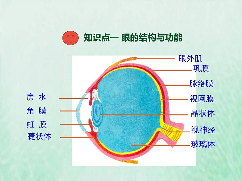 北师大版七年级生物下册第4单元生物圈中的人第12章人体的自我调节第2节感受器和感觉器官第1课时视觉和视觉器官2课件03