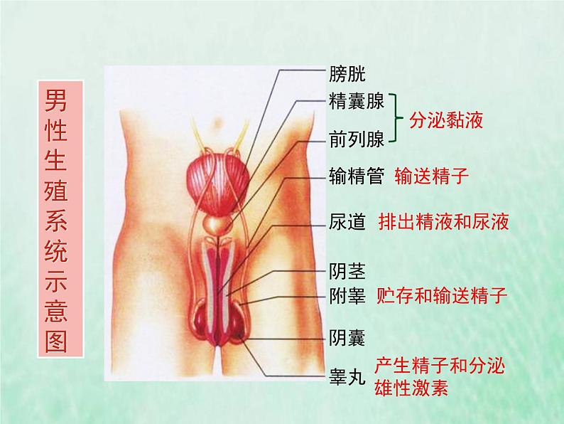 苏教版七年级生物下册第4单元生物圈中的人第8章人的生殖和发育第1节精卵结合孕育新的生命1课件04