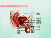 苏教版七年级生物下册第4单元生物圈中的人第8章人的生殖和发育第1节精卵结合孕育新的生命1课件