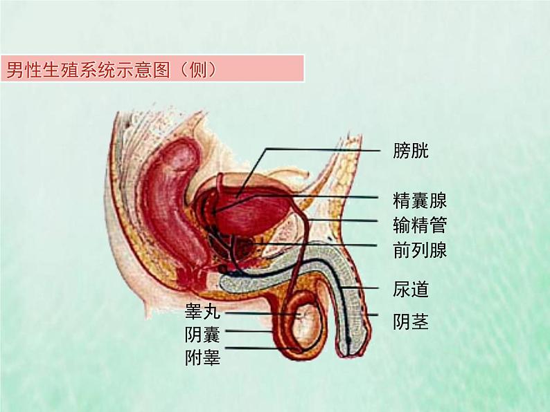 苏教版七年级生物下册第4单元生物圈中的人第8章人的生殖和发育第1节精卵结合孕育新的生命1课件05