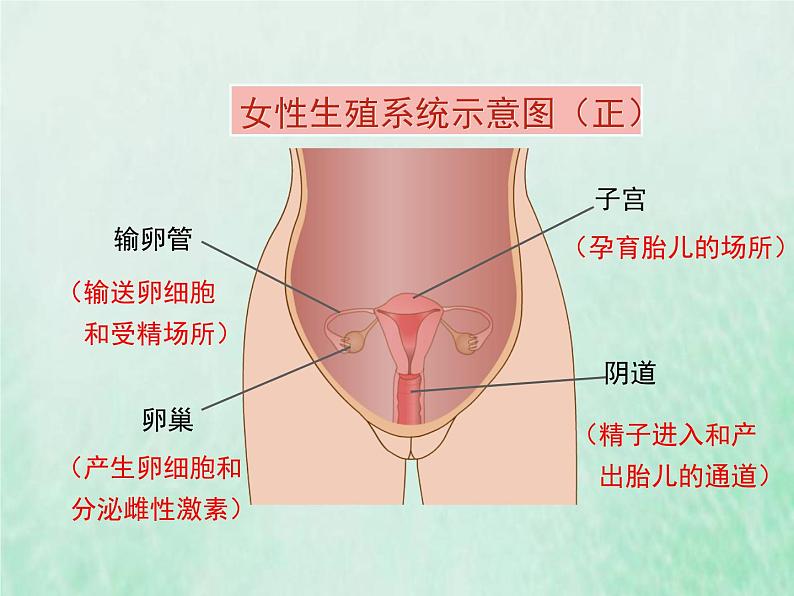 苏教版七年级生物下册第4单元生物圈中的人第8章人的生殖和发育第1节精卵结合孕育新的生命1课件06