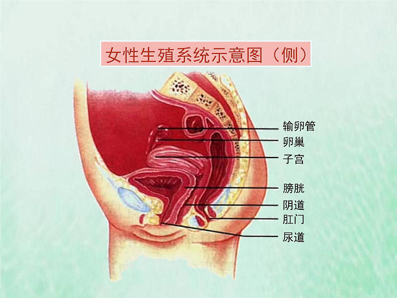 苏教版七年级生物下册第4单元生物圈中的人第8章人的生殖和发育第1节精卵结合孕育新的生命1课件07