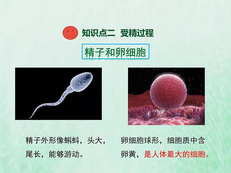 苏教版七年级生物下册第4单元生物圈中的人第8章人的生殖和发育第1节精卵结合孕育新的生命1课件08