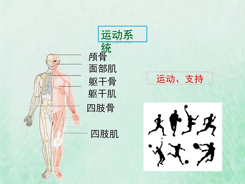 苏教版七年级生物下册第4单元生物圈中的人第8章人的生殖和发育第3节人体概述1课件05