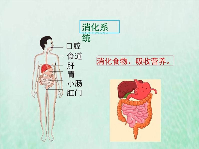 苏教版七年级生物下册第4单元生物圈中的人第8章人的生殖和发育第3节人体概述1课件06