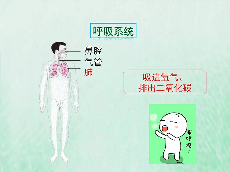 苏教版七年级生物下册第4单元生物圈中的人第8章人的生殖和发育第3节人体概述1课件07