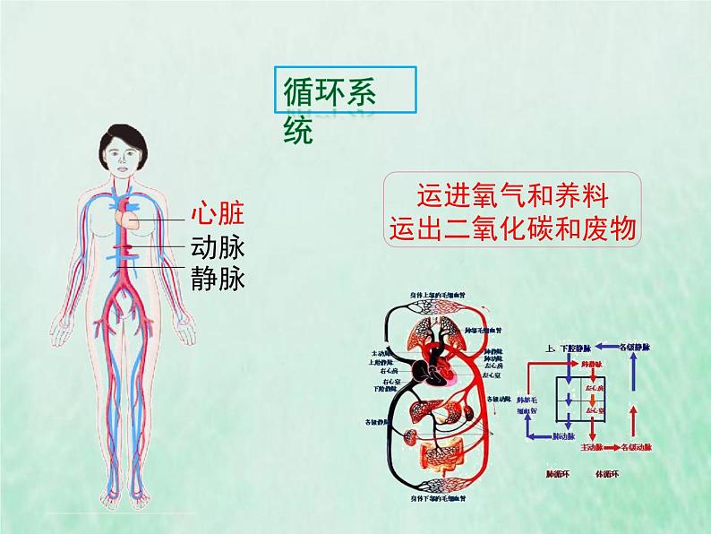 苏教版七年级生物下册第4单元生物圈中的人第8章人的生殖和发育第3节人体概述1课件08