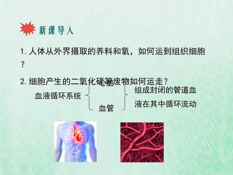 苏教版七年级生物下册第4单元生物圈中的人第10章人体内的物质运输和能量供给第1节血液和血型2课件02