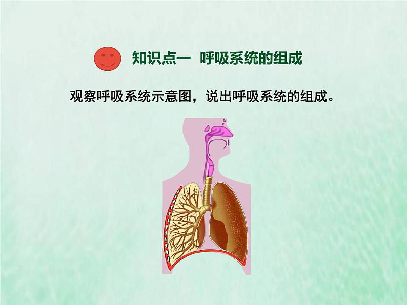 苏教版七年级生物下册第4单元生物圈中的人第10章人体内的物质运输和能量供给第3节人体和外界环境的气体交换1课件03