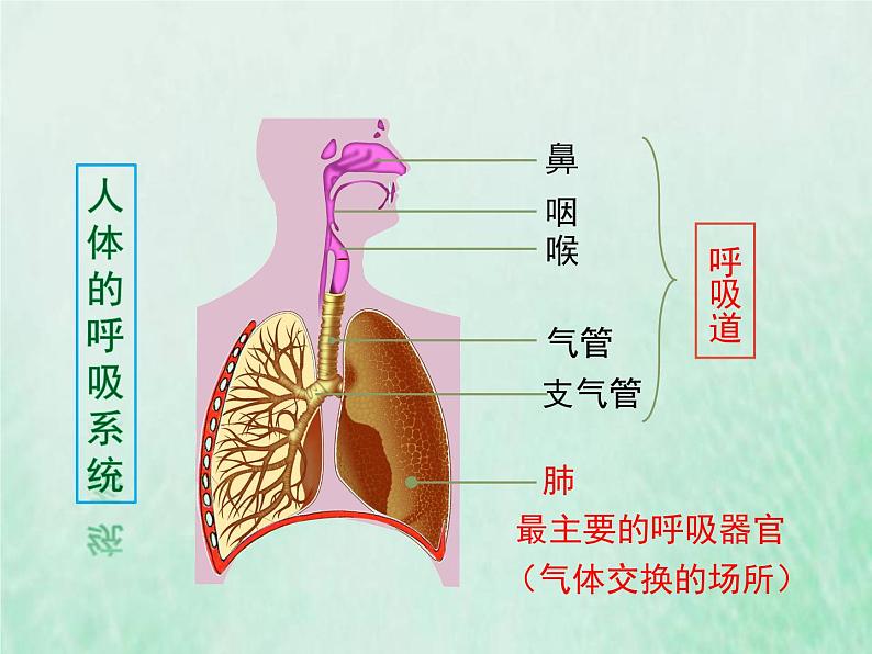 苏教版七年级生物下册第4单元生物圈中的人第10章人体内的物质运输和能量供给第3节人体和外界环境的气体交换1课件04