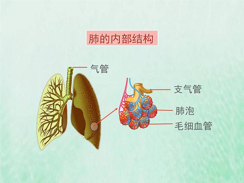 苏教版七年级生物下册第4单元生物圈中的人第10章人体内的物质运输和能量供给第3节人体和外界环境的气体交换1课件05