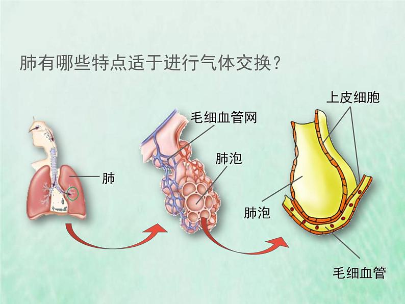 苏教版七年级生物下册第4单元生物圈中的人第10章人体内的物质运输和能量供给第3节人体和外界环境的气体交换1课件06