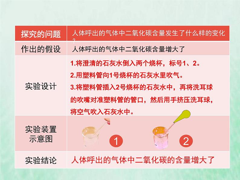 苏教版七年级生物下册第4单元生物圈中的人第10章人体内的物质运输和能量供给第4节人体内的气体交换1课件第7页