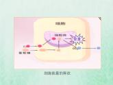 苏教版七年级生物下册第4单元生物圈中的人第10章人体内的物质运输和能量供给第5节人体能量的供给1课件