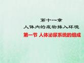 苏教版七年级生物下册第4单元生物圈中的人第11章人体内的废物排入环境第1节人体泌尿系统的组成1课件