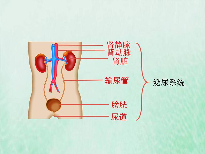 苏教版七年级生物下册第4单元生物圈中的人第11章人体内的废物排入环境第1节人体泌尿系统的组成1课件04