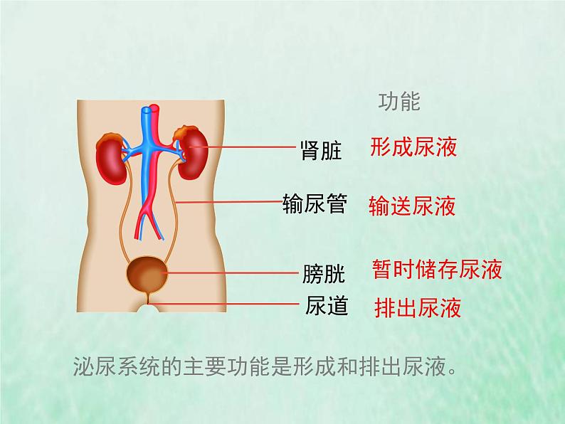 苏教版七年级生物下册第4单元生物圈中的人第11章人体内的废物排入环境第1节人体泌尿系统的组成1课件05