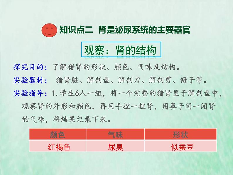 苏教版七年级生物下册第4单元生物圈中的人第11章人体内的废物排入环境第1节人体泌尿系统的组成1课件06