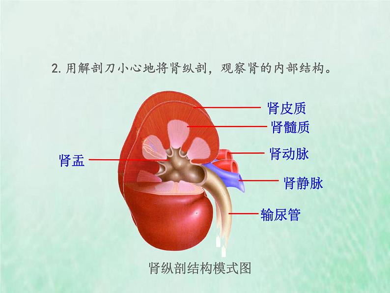 苏教版七年级生物下册第4单元生物圈中的人第11章人体内的废物排入环境第1节人体泌尿系统的组成1课件07