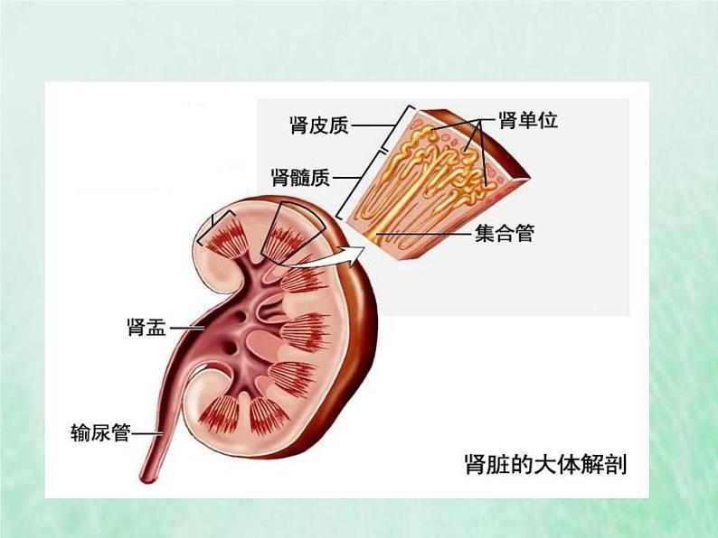 苏教版七年级生物下册第4单元生物圈中的人第11章人体内的废物排入环境第1节人体泌尿系统的组成1课件08