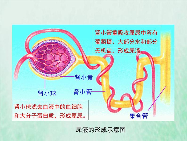 苏教版七年级生物下册第4单元生物圈中的人第11章人体内的废物排入环境第2节人体废物的排出2课件06