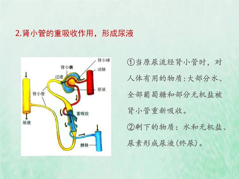 苏教版七年级生物下册第4单元生物圈中的人第11章人体内的废物排入环境第2节人体废物的排出2课件08