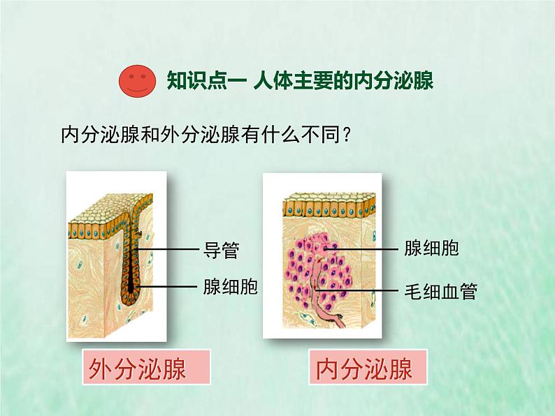 苏教版七年级生物下册第4单元生物圈中的人第12章人体生命活动的调节第1节人体的激素调节1课件03