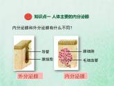 苏教版七年级生物下册第4单元生物圈中的人第12章人体生命活动的调节第1节人体的激素调节1课件