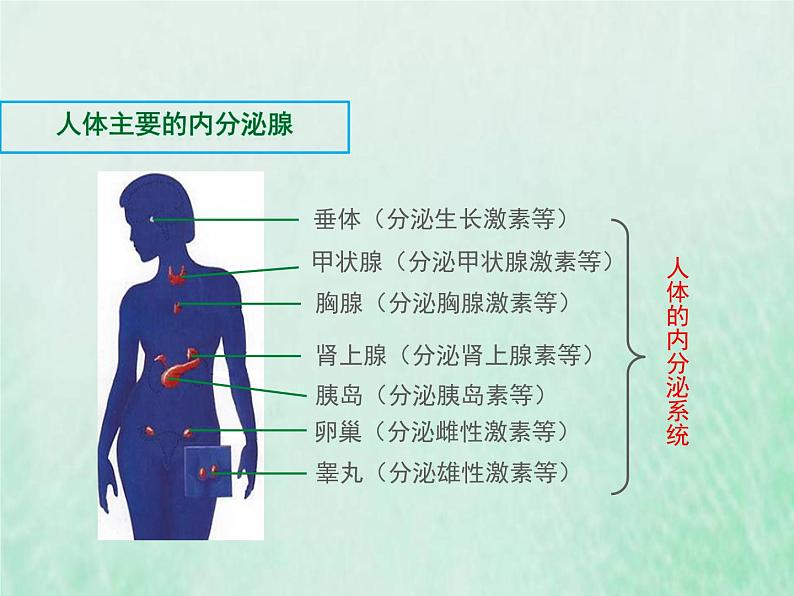 苏教版七年级生物下册第4单元生物圈中的人第12章人体生命活动的调节第1节人体的激素调节1课件05