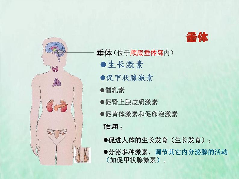 苏教版七年级生物下册第4单元生物圈中的人第12章人体生命活动的调节第1节人体的激素调节1课件06