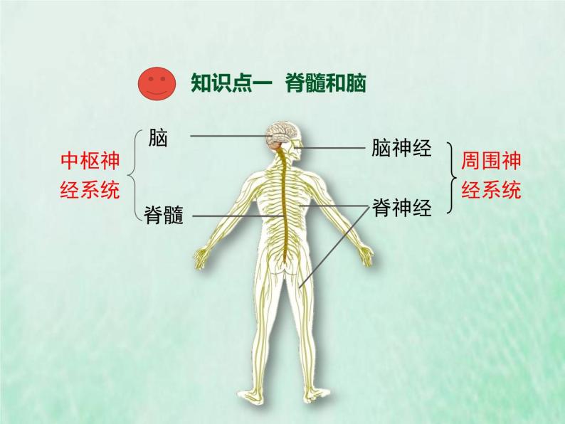 苏教版七年级生物下册第4单元生物圈中的人第12章人体生命活动的调节第2节人体的神经调节1课件03